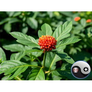 Hemostatic Herbs Hemostatic Herbs