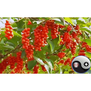 Astringent Herbs Astringent Herbs